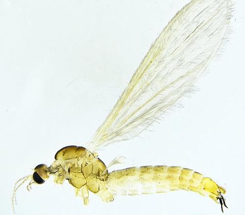 Réf. 316 584 : Molophilus griseus